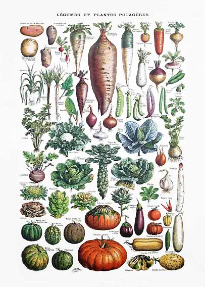 Vintage botanical poster of assorted vegetables and root crops, labeled in French.