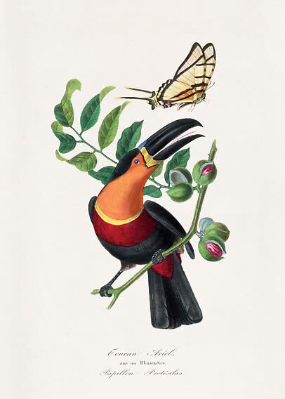 Illustrazione vintage di un tucano colorato su un ramo con foglie verdi e farfalla sopra