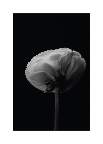Gros plan d’une fleur blanche aux pétales superposés sur fond noir
