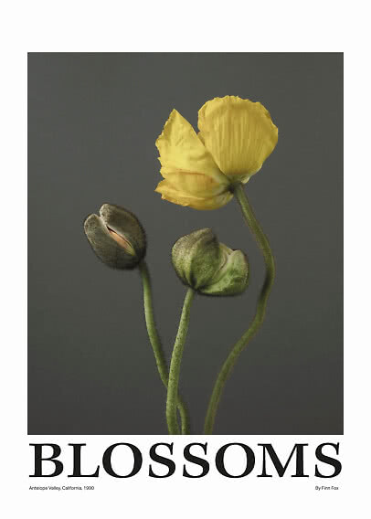 Póster con flor amarilla y dos capullos sobre fondo gris oscuro, con el texto BLOSSOMS