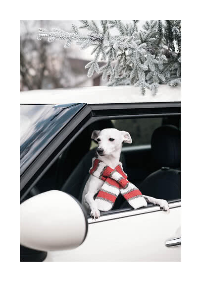Lille hvid hund med stribet halstørklæde kigger ud af bilvindue under frostklædte grene