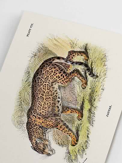 Vintage animal poster – Jaguar | Postery