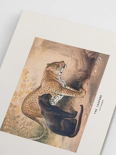 Vintage animal poster – Leopard | Postery