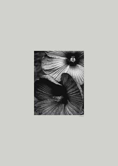 Sort-hvid nærbillede af to hibiscusblomster med store kronblade