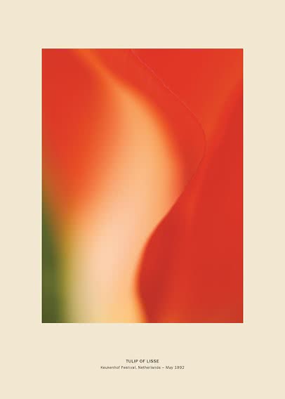 Poster astratto con primo piano di un tulipano nei toni del rosso, arancione e crema.