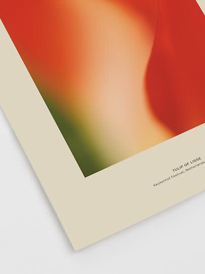 Abstract flower poster – Tulip Haze | Postery