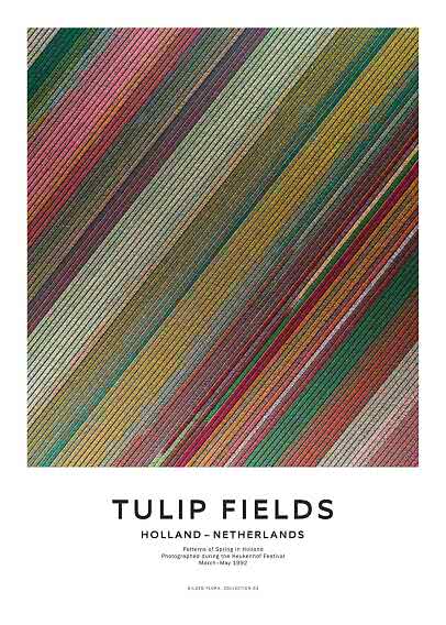 Poster med flygfoto av färgglada tulpanfält i diagonala ränder, Holland.