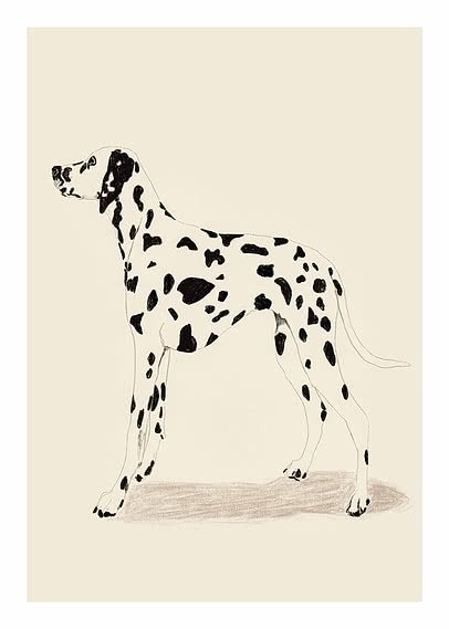 Illustration d’un dalmatien tacheté debout de profil sur fond beige clair.