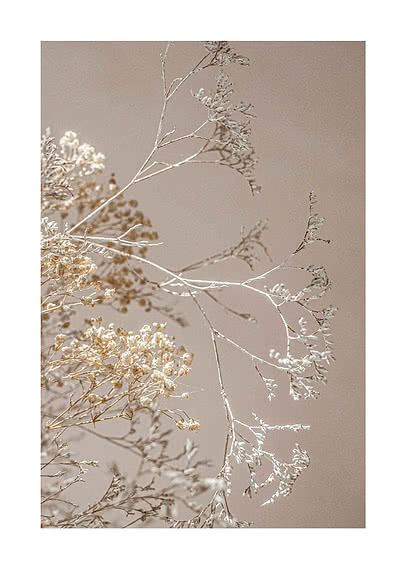 Photograph of dried gypsophila with small white flowers on thin stems against a soft beige background