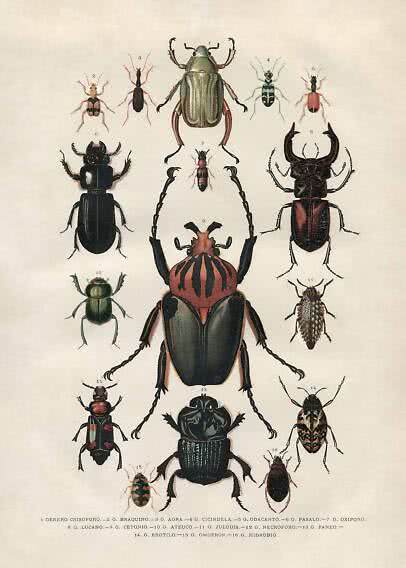 Vintage natural history illustration showing 16 different beetles on a light background.