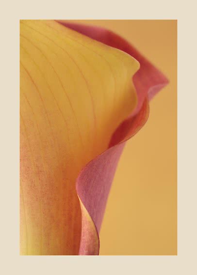 Nærbillede af en gul calla-lilje med rosa kant på varm beige baggrund