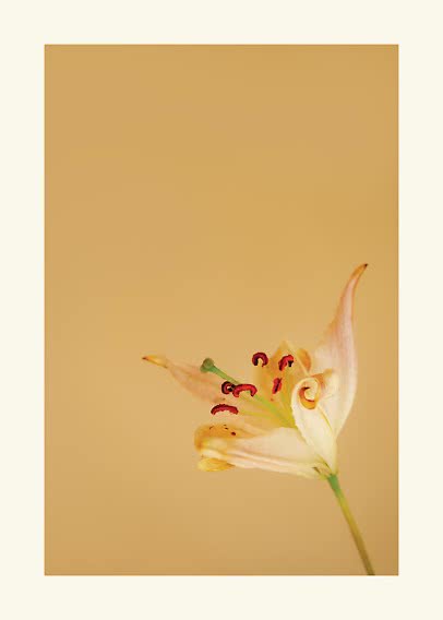 Close-up of a pale lily with red stamens on a warm beige background