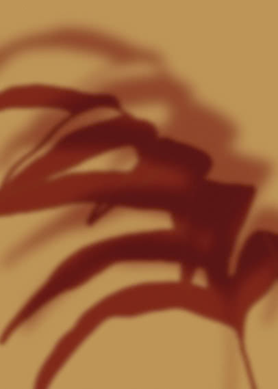 The blurred shadow of a plant in deep oxblood falling across a warm ochre ground, its leaves only half resolved