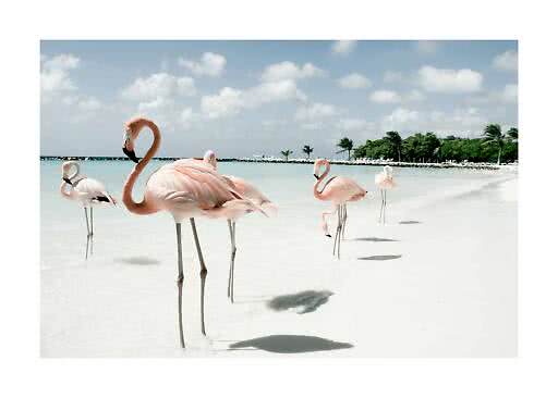 Flamingos standing in shallow water on a white sandy beach under a blue sky with clouds.