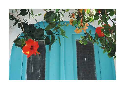 Red hibiscus and green vines over a turquoise door in a white wall