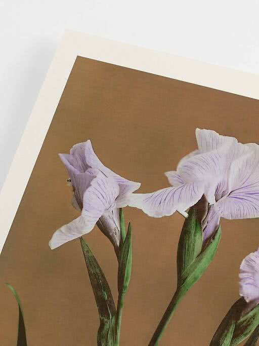 Vintage flower poster – Irises by Kogyo Tsukioka | Postery