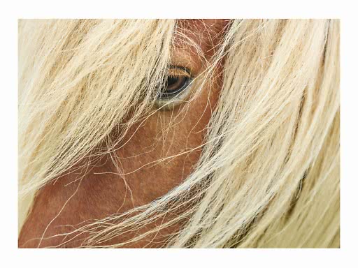 Gros plan sur l’œil d’un cheval brun derrière une longue crinière claire