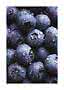 Nahaufnahme frischer Blaubeeren mit Wassertropfen