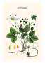 Botanisk illustration af vild jordbærplante med blomster, blade, røde bær og rødder