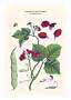 Botanisk illustration af pralbønne med røde blomster, grønne blade og lang bælg