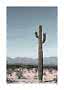 Høj saguarokaktus i ørkenlandskab med bjerge og blå himmel