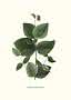 Botanische Illustration von Clematis ochroleuca mit grünen Blättern und hängender glockenförmiger Blüte