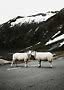 Two white sheep standing on a road with snowy mountains in the background.