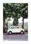 Small white vintage car parked under large trees overlooking rolling hills