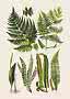Botanisk illustration med olika gröna ormbunksblad mot ljus bakgrund