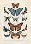 Vintage natural history illustration of 13 butterflies and moths in various colors on a light background.