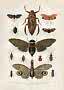 Vintage naturhistorisk planche med forskellige insekter, herunder cikader, vægtelus og vandtæger.