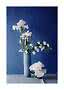 Weiße Blumen in einer hohen blauen Vase und einer kleinen Schale vor dunkelblauem Hintergrund