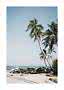 Palm trees on a sandy beach with rocks and ocean under a clear blue sky