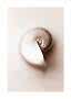 Close-up of a spiral seashell in light beige tones on a neutral background