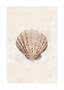 Brown scallop shell with ridged texture on a light beige background