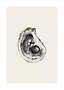 Open oyster shell with a dark pearl and three small pearls on a light background