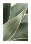 Gros plan de feuilles vertes pointues avec une texture douce