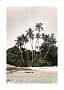 Tropical beach with tall palm trees, dense greenery, rocks and shallow clear water