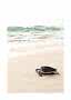 Sea turtle on a sandy beach by the ocean with small waves in the background