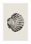Black-and-white illustration of a scallop shell on a light beige background