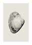 Black-and-white illustration of a seashell on a light beige background