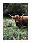 Highland cow with long horns standing in green grass before dark trees
