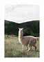 Light-colored alpaca standing in grass with green hills and cloudy sky behind