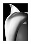 Black-and-white close-up of a white calla lily against a dark background