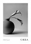 Black and white poster of a calla lily in a round vase on a light background