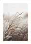 Close-up of light dried reeds or ornamental grass against a soft blurred background