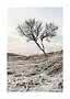 Lone leafless tree on frosty grassland beneath a pale sky