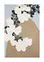 Illustration of white flower clusters with dark leaves over a beige rounded form on a light gray background