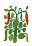 Illustration af grøn chiliplante med blade og to røde chili på hvid baggrund