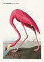 J.J. Audubon-plakat af en amerikansk flamingo ved vandkanten med fugle i baggrunden